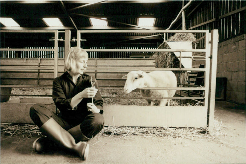 Animal Sheep: - Vintage Photograph