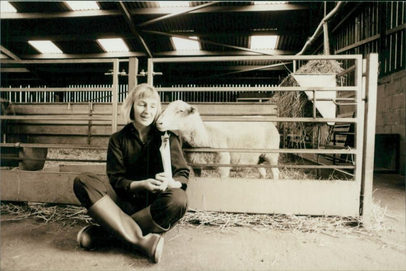 Animal Sheep: - Vintage Photograph