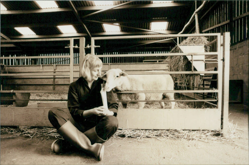 Animal Sheep: - Vintage Photograph