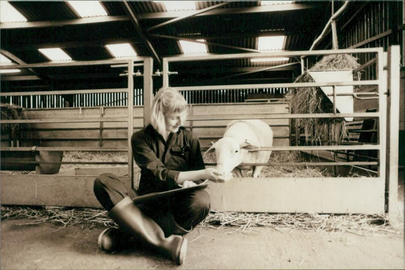 Animal Sheep: - Vintage Photograph