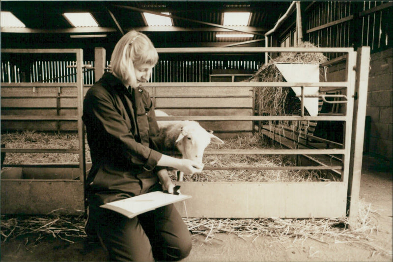 Animal Sheep: - Vintage Photograph