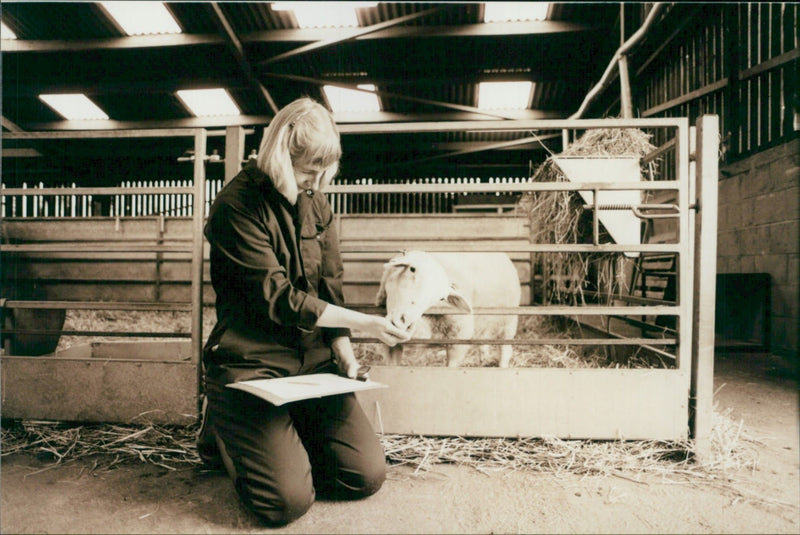 Animal Sheep: - Vintage Photograph