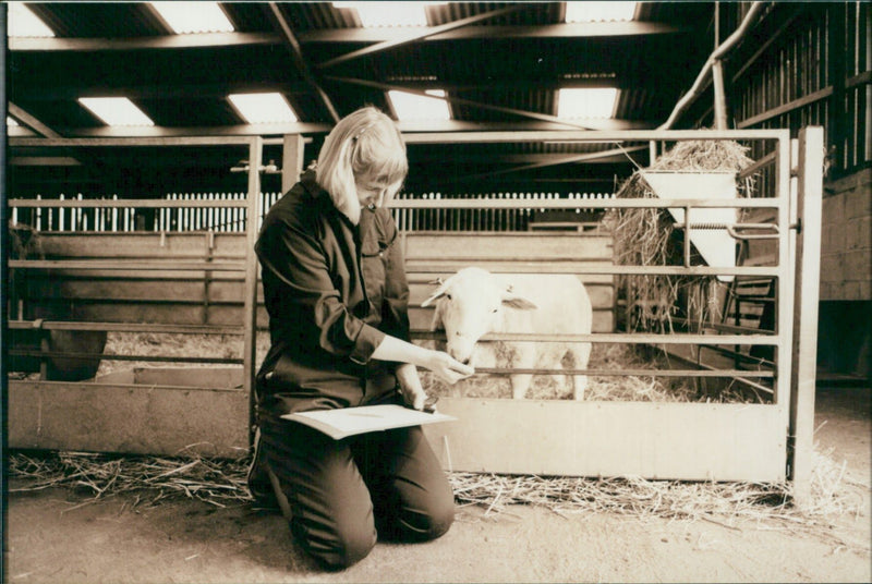 Animal Sheep: - Vintage Photograph