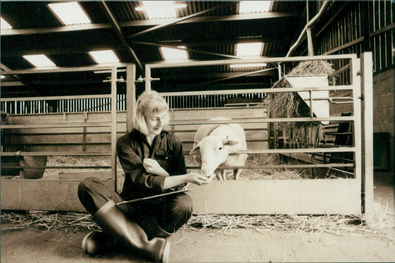 Animal Sheep: - Vintage Photograph