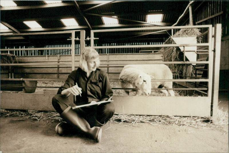 Animal Sheep: - Vintage Photograph