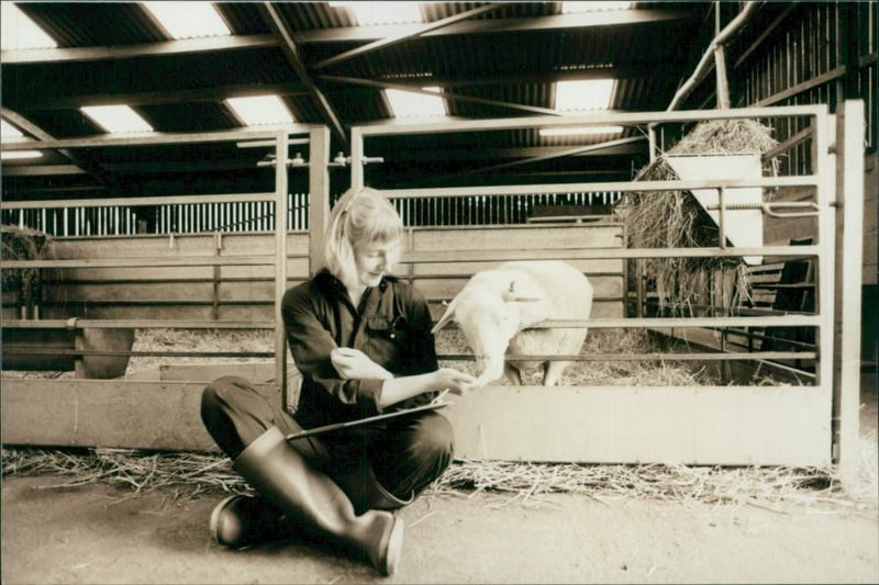 Animal Sheep: - Vintage Photograph