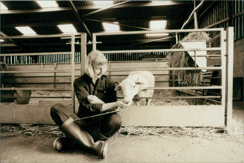 Animal Sheep: - Vintage Photograph