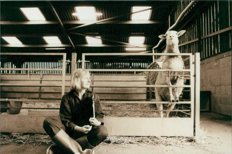 Animal Sheep: - Vintage Photograph