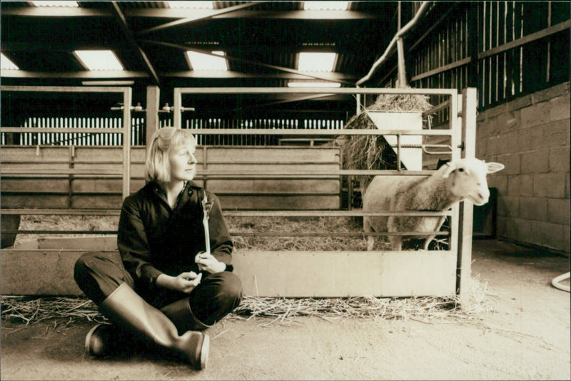 Animal Sheep: - Vintage Photograph