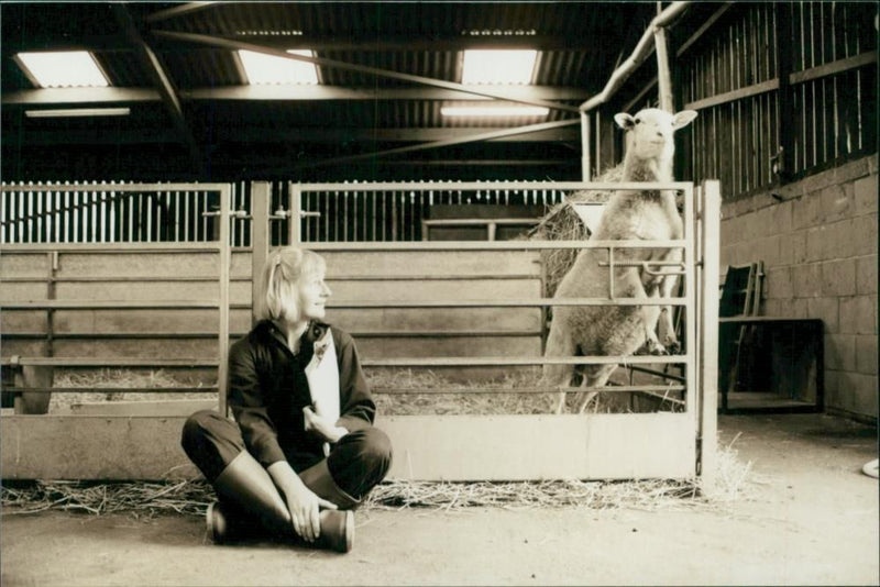 Animal Sheep: - Vintage Photograph