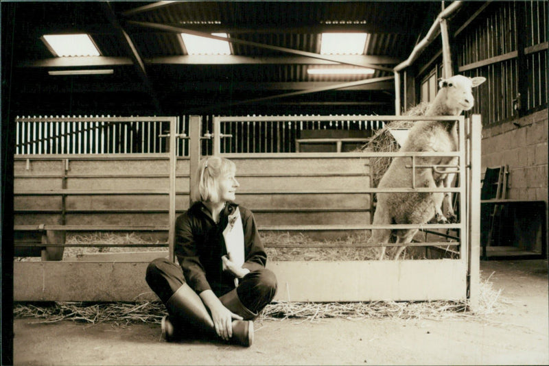 Animal Sheep: - Vintage Photograph