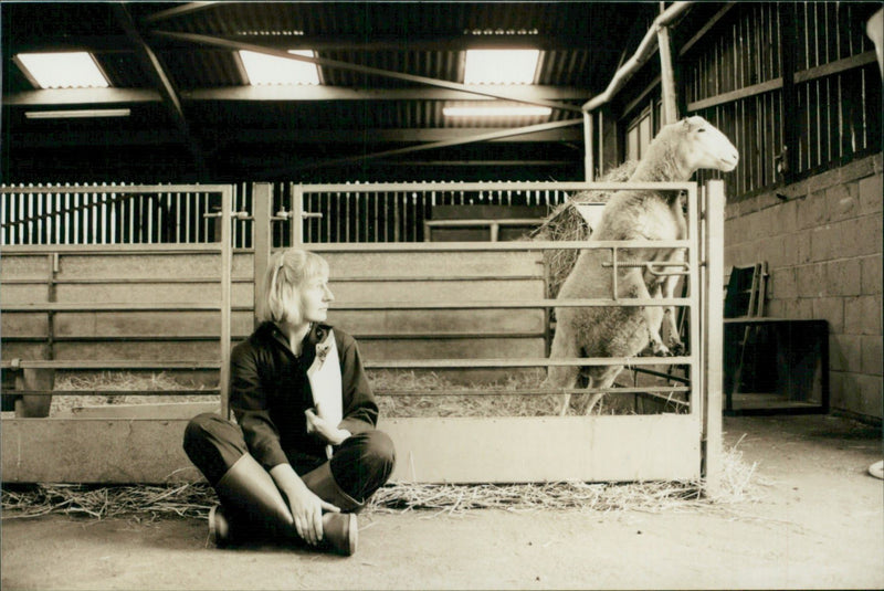 Animal Sheep: - Vintage Photograph