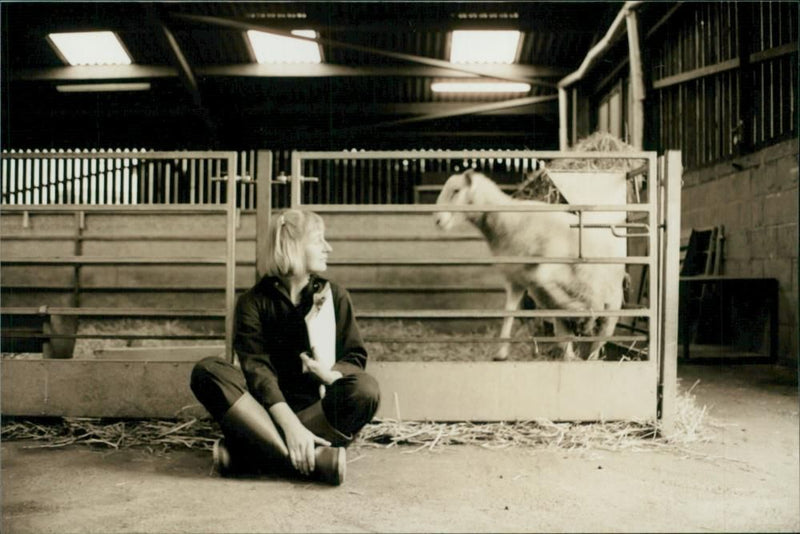 Animal Sheep: - Vintage Photograph