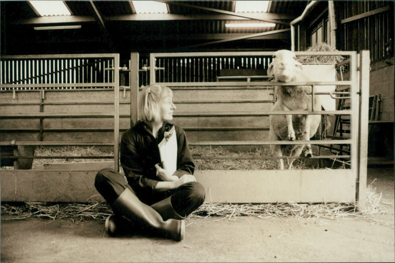 Animal Sheep: - Vintage Photograph