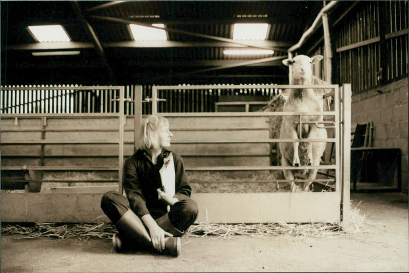 Animal Sheep: - Vintage Photograph