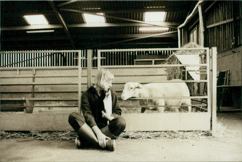 Animal Sheep: - Vintage Photograph