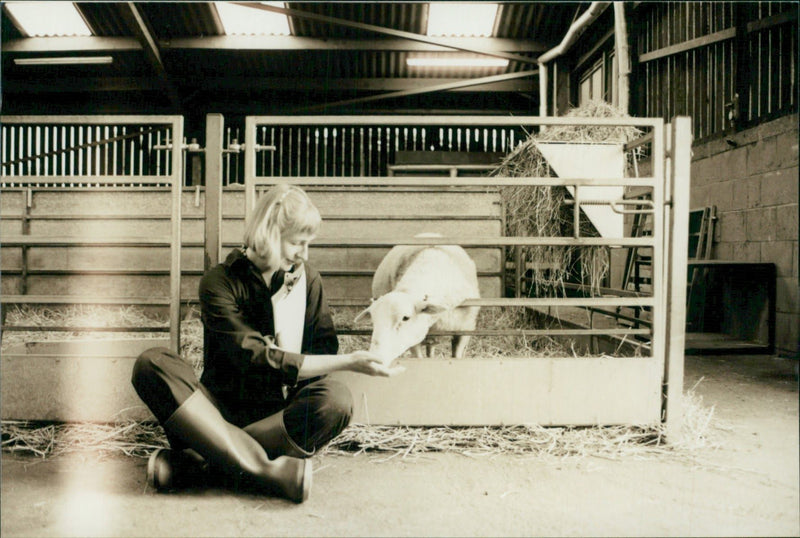 Animal Sheep: - Vintage Photograph