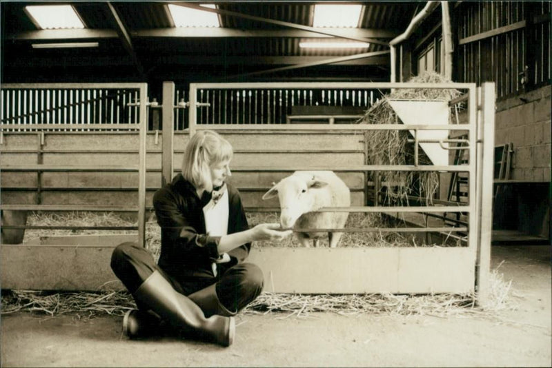 Animal Sheep: - Vintage Photograph