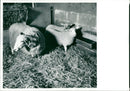 Animal Sheep: - Vintage Photograph