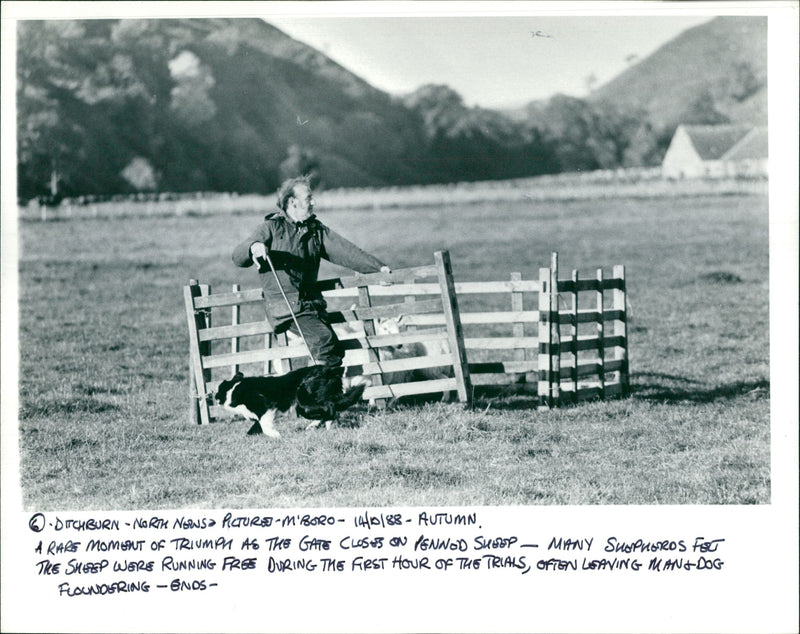 Animal Sheep: - Vintage Photograph