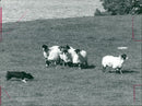 Animal Sheep: - Vintage Photograph