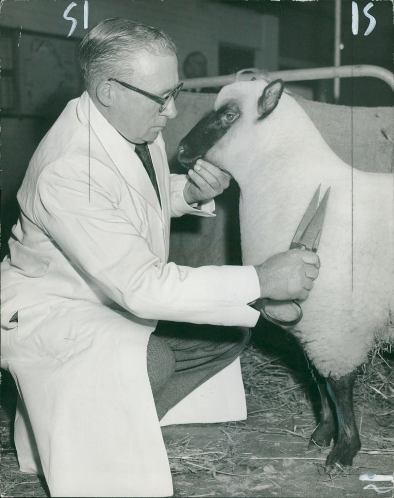 Animal Sheep: - Vintage Photograph