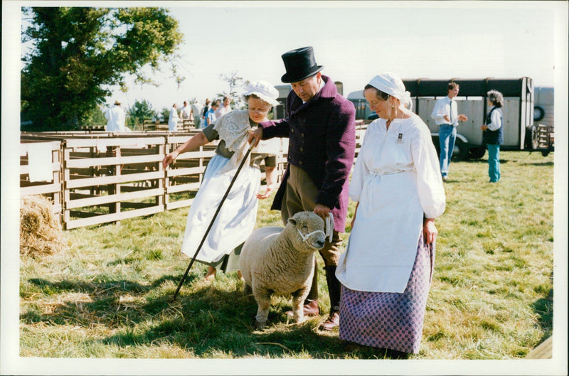 Animal Sheep: - Vintage Photograph