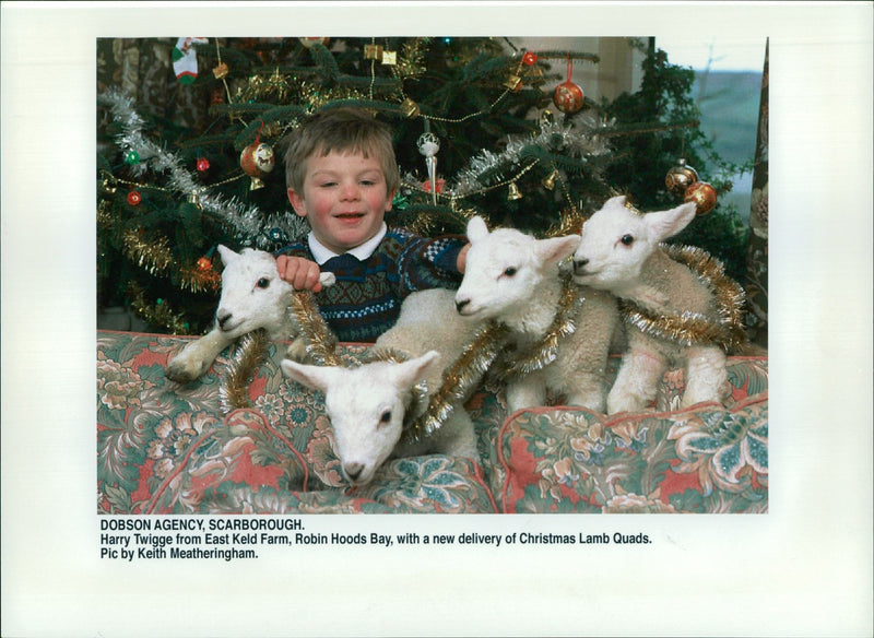 Animal Sheep:Harry Twigge - Vintage Photograph