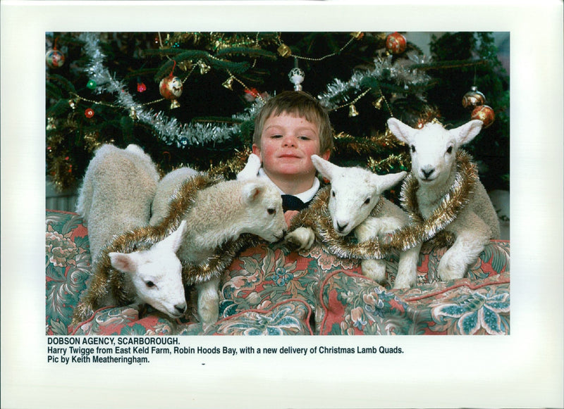 Animal Sheep:Harry Twigge - Vintage Photograph