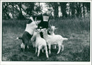 Animal Sheep: - Vintage Photograph