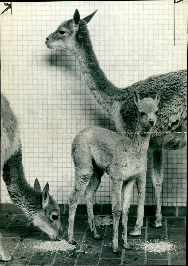 Animal Vicuna. - Vintage Photograph