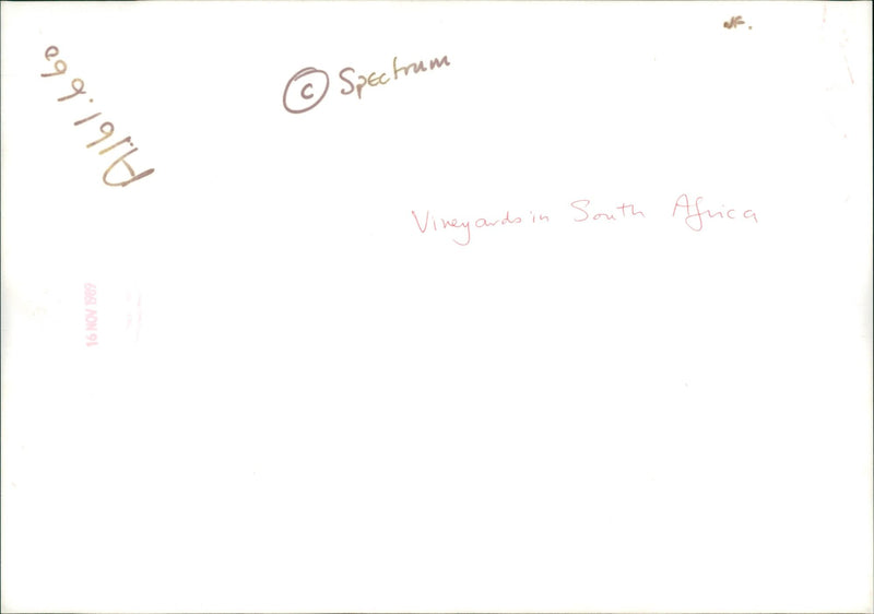 Vineyards in South Africa. - Vintage Photograph