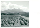 Vineyards in South Africa. - Vintage Photograph
