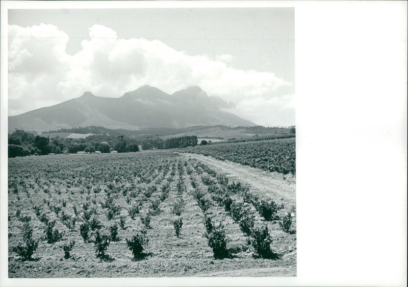 Vineyards in South Africa. - Vintage Photograph