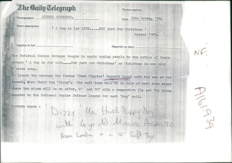 Bassett Hound Dogs - Vintage Photograph