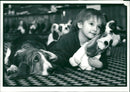 Bassett Hound Dogs - Vintage Photograph