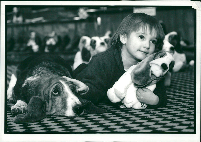 Bassett Hound Dogs - Vintage Photograph