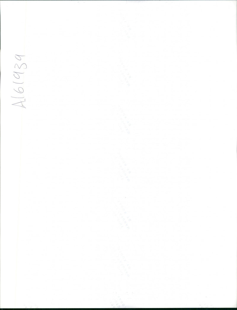 Bassett Hound Dogs - Vintage Photograph