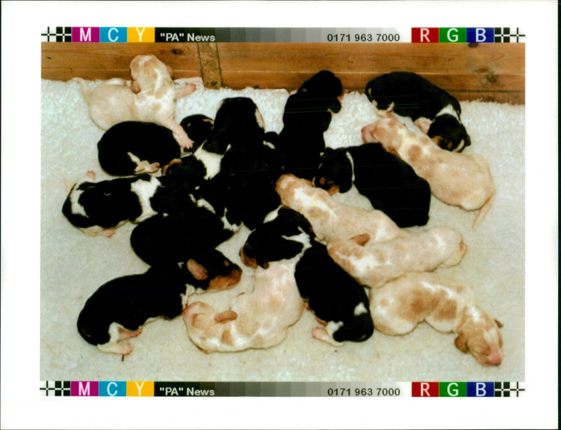 Bassett Hound Dogs - Vintage Photograph