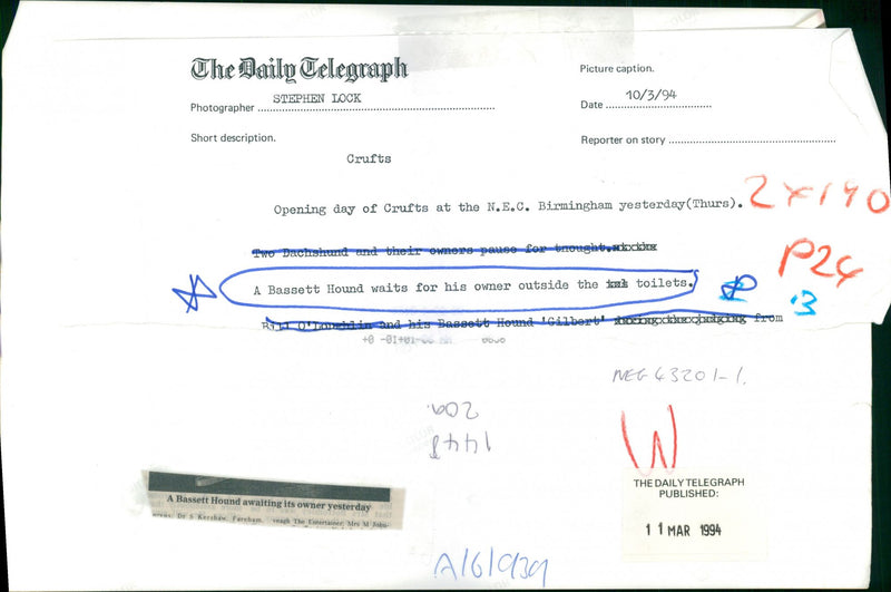 Bassett Hound Dogs - Vintage Photograph