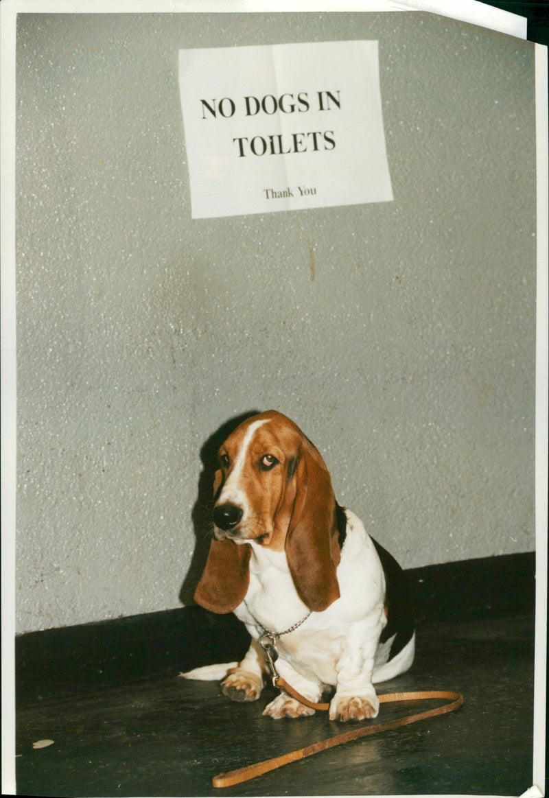 Bassett Hound Dogs - Vintage Photograph