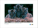 Trio tiger cubs at Marwell Zoo - Vintage Photograph
