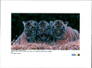 Trio tiger cubs at Marwell Zoo - Vintage Photograph