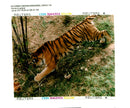 Tiger - Vintage Photograph