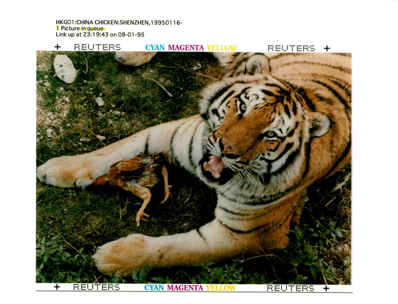 A tiger from a safari park in the chinese city of shenzhen. - Vintage Photograph