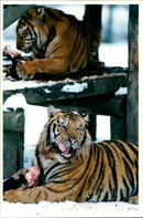 Tiger in Snow. - Vintage Photograph