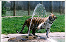 Tiger at Marwell zoo. - Vintage Photograph