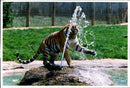 Female Siberian Tiger at Marwell Zoo - Vintage Photograph