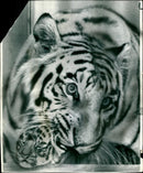 White Tigress at the US national Zoo. - Vintage Photograph