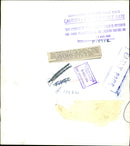 One of the briston Zoo's pair of white tigers. - Vintage Photograph